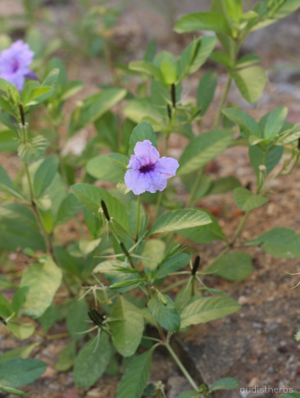Ruellia tuberosa fullplant4.jpg